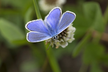 Fototapeta premium Szczegół błękitny motyl w zielonej naturze