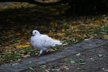 white dove