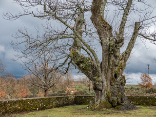 Ancient chestnut tree