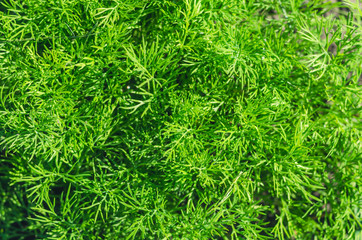 Dill as a background texture