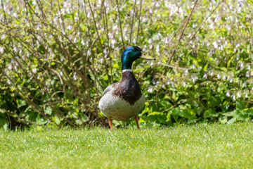 Mallard Duck walking