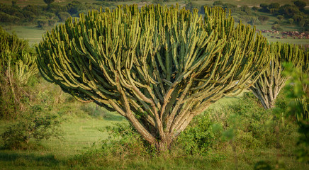 African cactus tree closeup © F.C.G.
