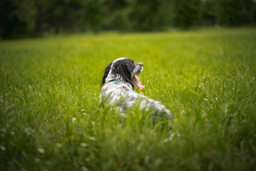 A dog, an english setter, sitting in a tall grass on a beautiful summer day, relaxed and peaceful