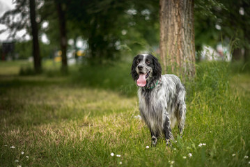 Naklejka na ściany i meble A dog, an english setter, sitting in a tall grass on a beautiful summer day, relaxed and peaceful