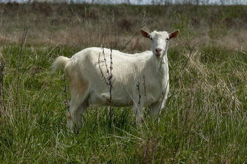 Portrait of white goat on the mountain  meadow, mountain Plana, Bulgaria  