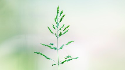Fototapeta premium Gras vor hellem Hintergrund