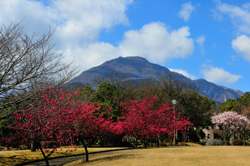 南立石公園の寒緋桜