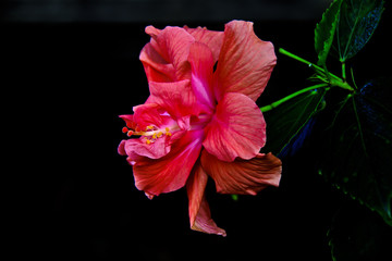 Fototapeta premium Red flower macro
