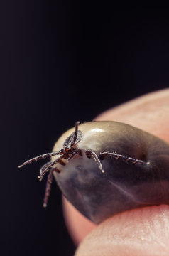 Tick filled with blood sitting on human skin