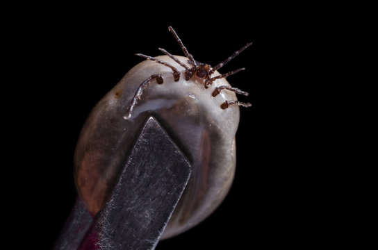 A blood-filled tick on a black background
