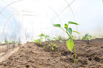 The seedlings of bell pepper in greenhouse light