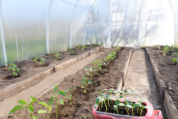 Seedlings are ready for planting in the greenhouse