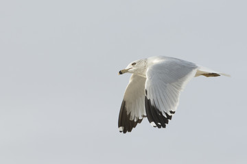 Ring-billed Gull in Flight