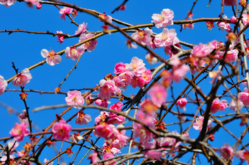 南立石公園の梅