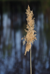 Naklejka premium Spikelet at the blue lake background