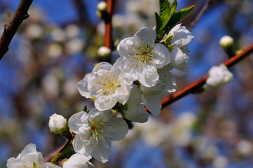 豊前の河津桜
