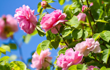  Rosa Blüten der Kletterrose Constance Spry unter blauem Himmel