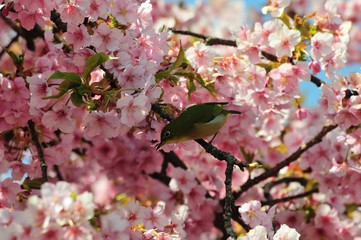 豊前の河津桜