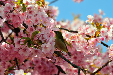 豊前の河津桜