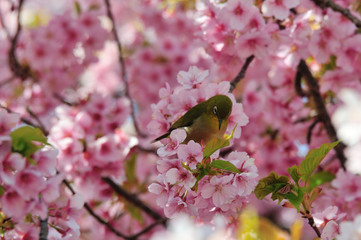 豊前の河津桜