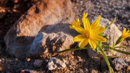 Yellow by Rocks