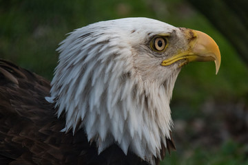 Bald Eagle Closeup