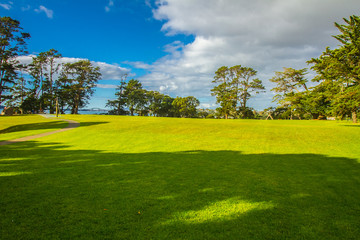 trees in a park, auckland, new zealand