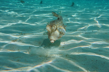 A tropical fish longhorn cowfish, Lactoria cornuta, underwater in the lagoon of Bora Bora, Pacific...