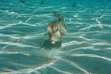 A tropical fish longhorn cowfish, Lactoria cornuta, underwater in the lagoon of Bora Bora, Pacific ocean, French Polynesia