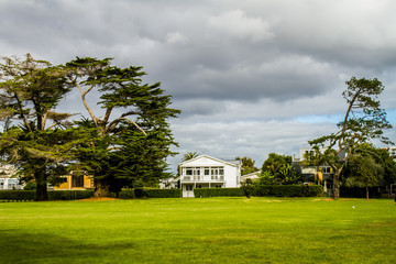 trees in a park, auckland, new zealand