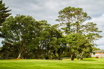 trees in a park, auckland, new zealand