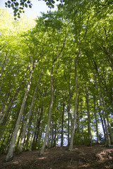 Obraz premium tree sky