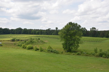 Vineyard