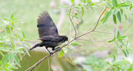 Merle quiscalus lugubris, mâle