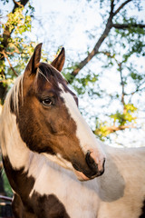 Fototapeta premium Horse in Trees