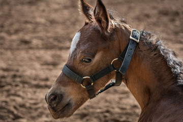 Fototapeta premium Baby Horse