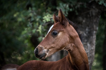 Fototapeta premium Źrebak