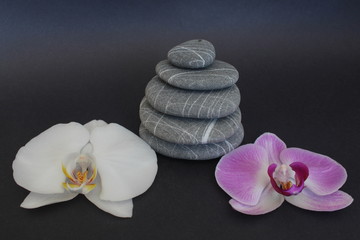 orchid