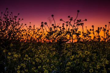 Fototapeta premium Sunset in the field