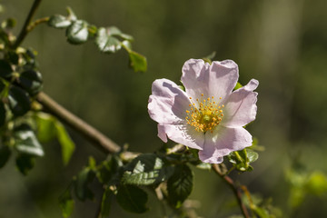 Flower in bloom