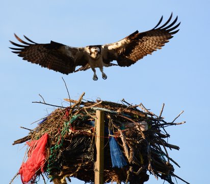 Osprey taking off