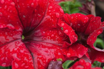 Red flowers after the rain.