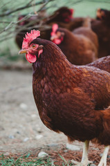 Rhode Island Red Hen Chicken