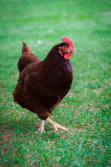 Rhode Island Red Chicken
