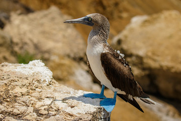 The Blue footed booby at the Isla de la Plata, Ecuador