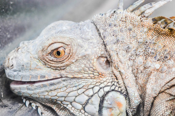 Iguana lizard reptile at local botanical garden