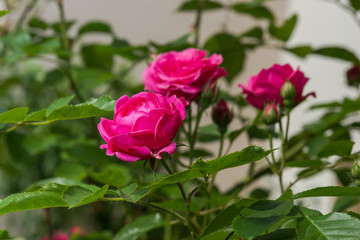 Violette Rosenpracht