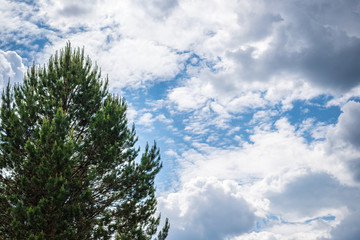 Background, big, beautiful pine on a background of the sky and clouds, on the whole frame. Horizontal frame