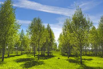 Deciduous tree Birch ( lat. Betula )