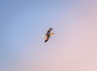 Fototapeta premium Close up of a seagull against sky at sunset